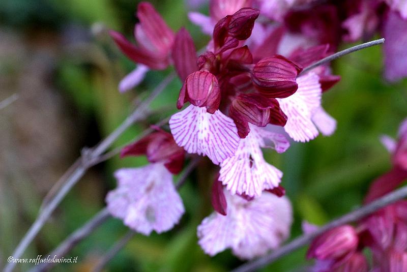 Orchidee spontanee 5APR09 (40).jpg